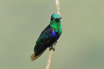 Green-crowned Woodnymph