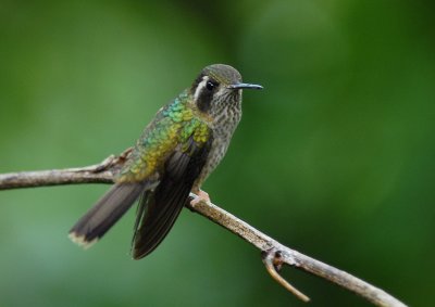 Speckled Hummingbird