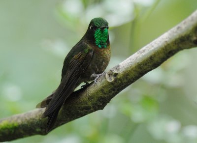 Tyrian Metaltail