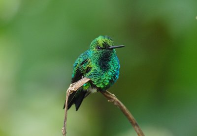 Western Emerald