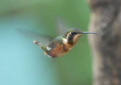 White-bellied Woodstar5