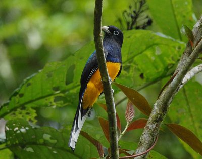 Green-backed Trogon