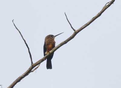 Brown Jacamar