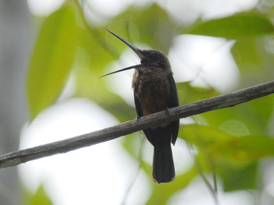 Brown Jacamar