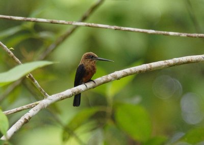 Brown Jacamar