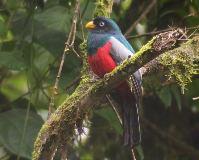 Choco Trogon