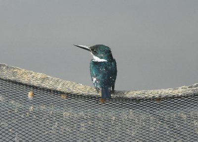 Green Kingfisher2