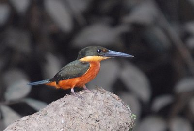 Green-and-rufous Kingfisher