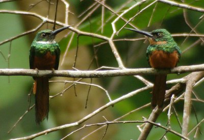 Rufous-tailed Jacamar