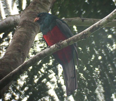 Slaty-tailed Trogon2