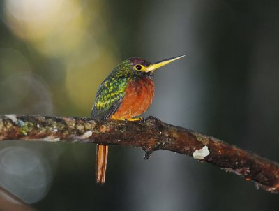 Yellow-billed Jacamar