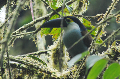 Black-billed Mountain-Toucan