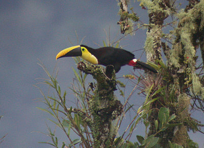 Yellow-throated Toucan (ambiguous)