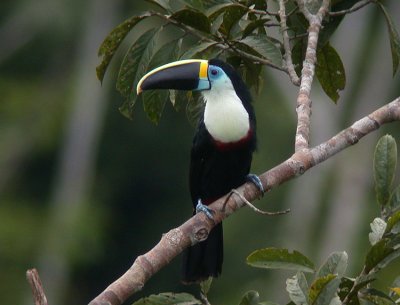 Channel-billed Toucan