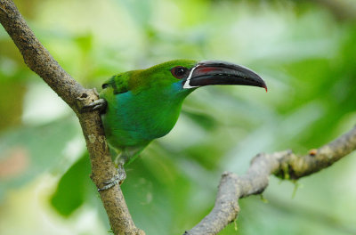 Crimson-rumped Toucanet2