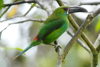 Crimson-rumped Toucanet3