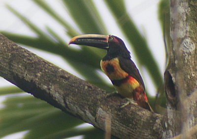 Stripe-billed Aracari