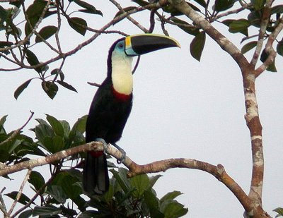 White-throated Toucan