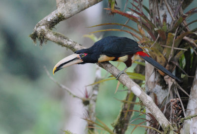 Pale-mandibled Aracari3