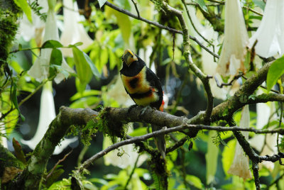 Pale-mandibled Aracari4