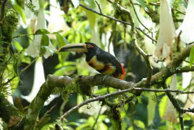 Pale-mandibled Aracari6