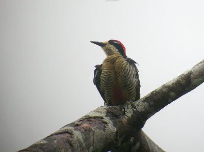 Black-cheeked Woodpecker2