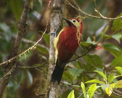 Crimson-mantled Woodpecker