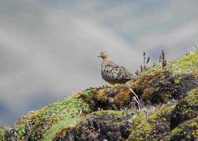 Rufous-bellied Seedsnipe