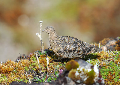 Rufous-bellied Seedsnipe