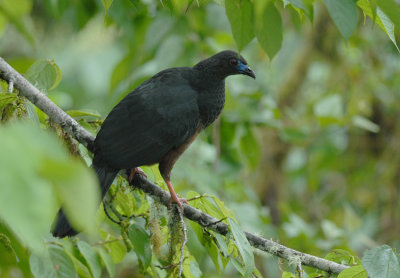 Sickle-winged Guan