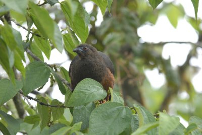 Sickle-winged Guan4