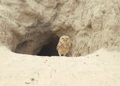 Burrowing Owl2