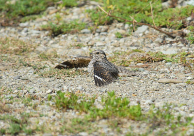 Lesser Nighthawk