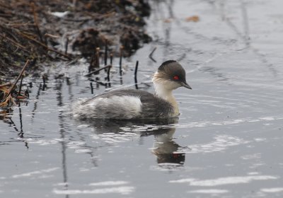 Silvery Grebe3