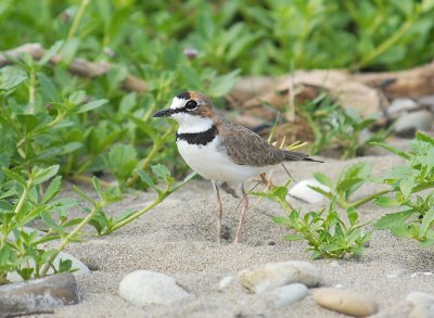 Collared Plover2