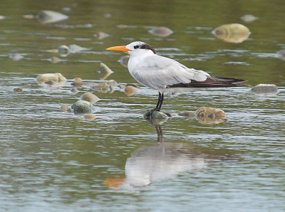 Royal Tern