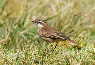 Chestnut-winged Cinclodes