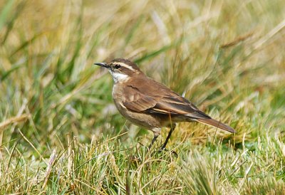 Chestnut-winged  Cinclodes