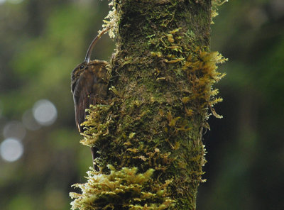 Brown-billed Scythebill