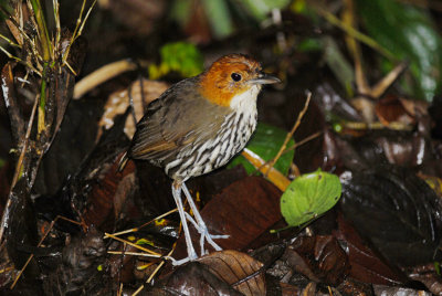 Chestnut-crowned Antpitta