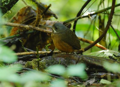 Moustached Antpitta2