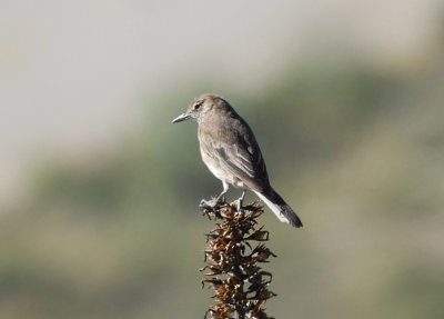White-tailed Shrike-Tyrant