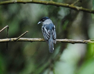 White-winged Becard