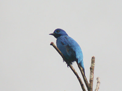 Blue Cotinga