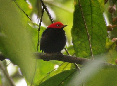 Red-capped Manakin