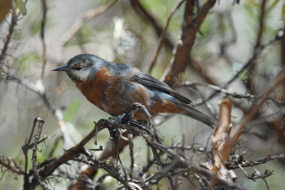 Giant Conebill2