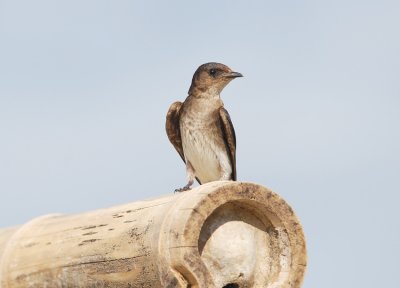 Gray-breasted Martin2