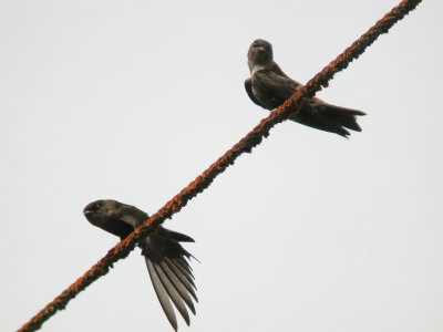 White-thighed Swallow