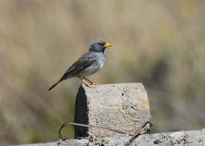 Band-tailed Sierra-Finch2