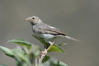Band-tailed Sierra-Finch3